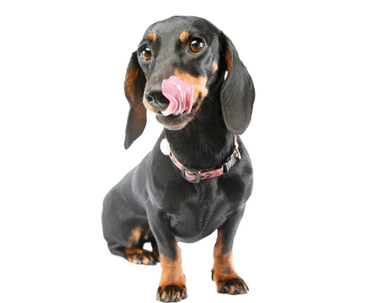 臘腸狗 脊椎 健康 臘腸狗 脊椎 健康