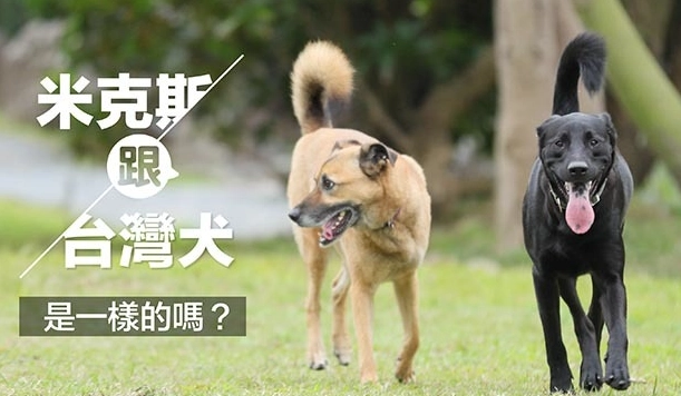 台灣犬米克斯飼養 台灣犬米克斯飼養
