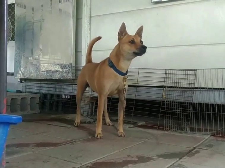 領養台灣土狗 領養台灣土狗