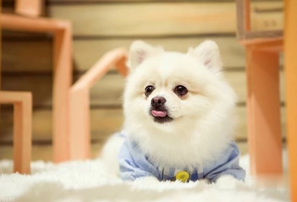 博美犬飼養 博美犬飼養