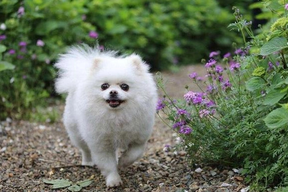 博美犬價格 博美犬價格