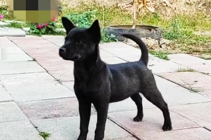 台灣犬認養 台灣犬認養