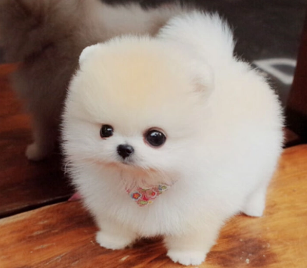 博美犬價格 博美犬價格