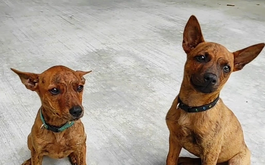 領養台灣土狗 領養台灣土狗