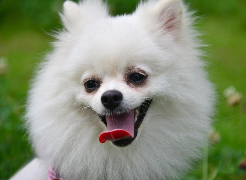 博美犬缺點 博美犬缺點