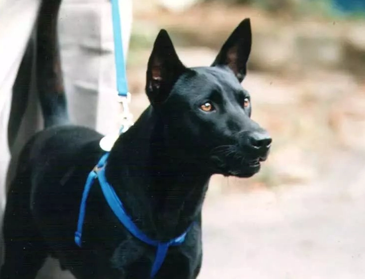 領養台灣土狗 領養台灣土狗