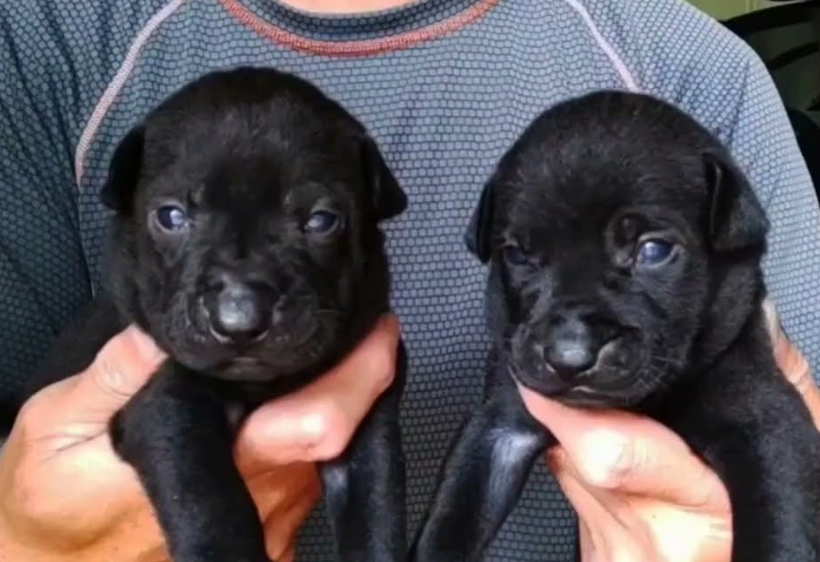 台灣犬認養 台灣犬認養