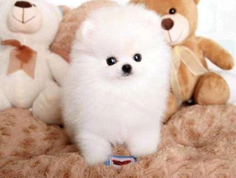 博美犬飼養 博美犬飼養