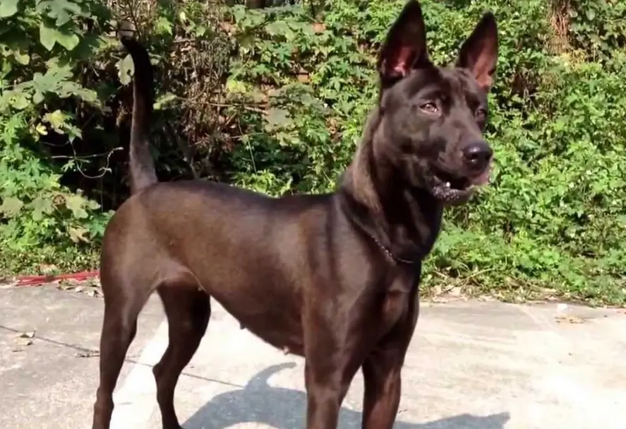 台灣犬認養 台灣犬認養