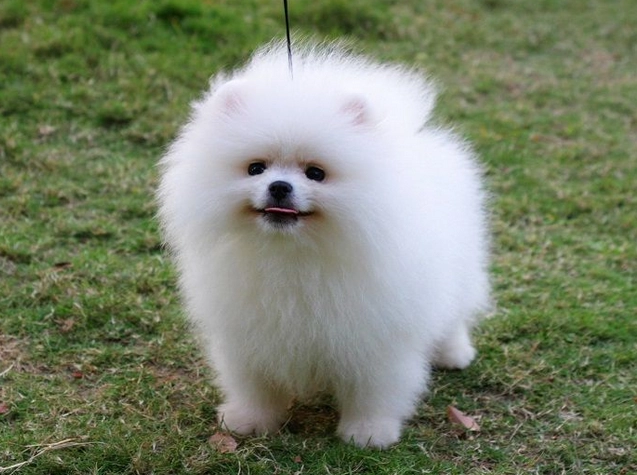 博美犬缺點 博美犬缺點