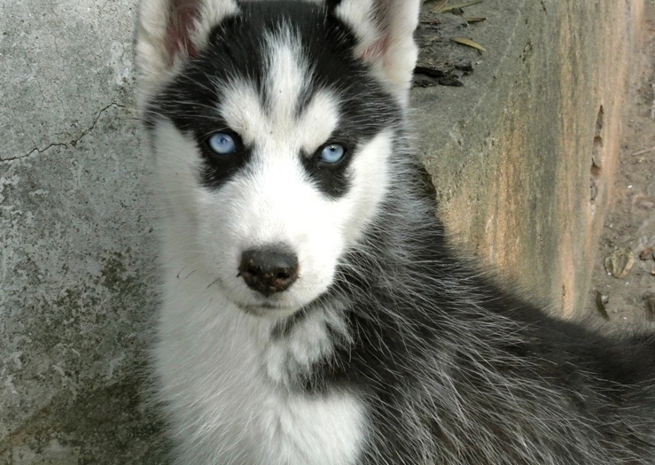 哈士奇平均壽命