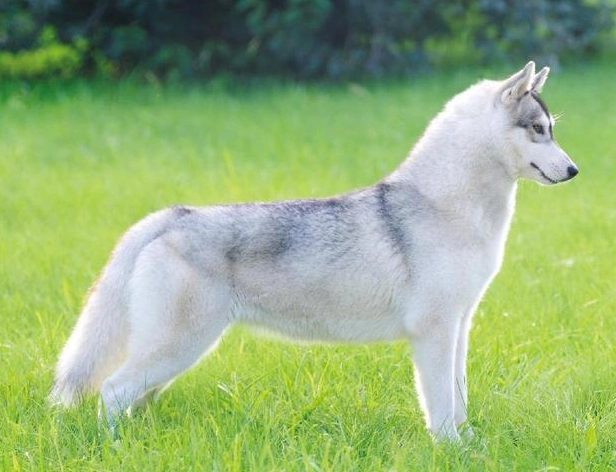 如何延長哈士奇壽命