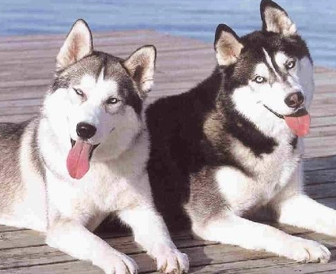 哈士奇平均壽命