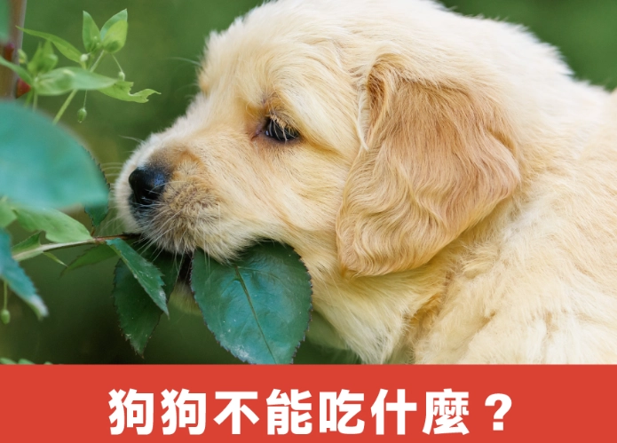 狗狗禁食清單：這些食物千萬別餵，守護毛孩健康！