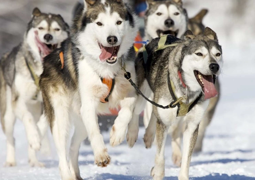 哈士奇平均壽命