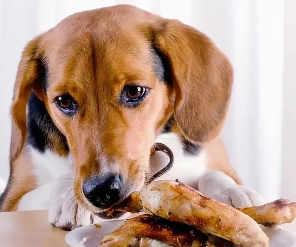 巧克力對狗有害