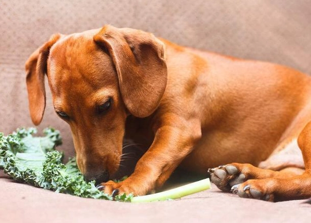 麵筋 對 狗 的 影響