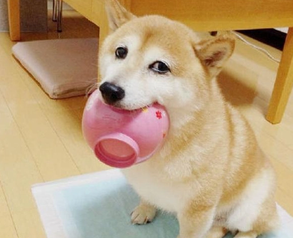 狗狗 麵筋 安全