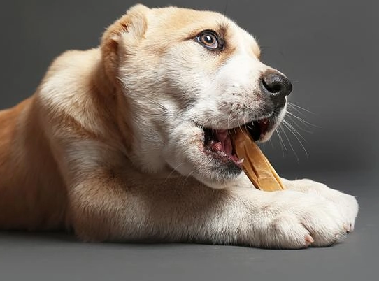 狗狗 麵筋 安全