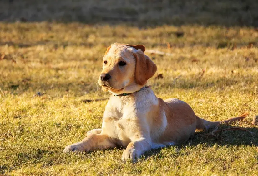 巧克力對狗有害