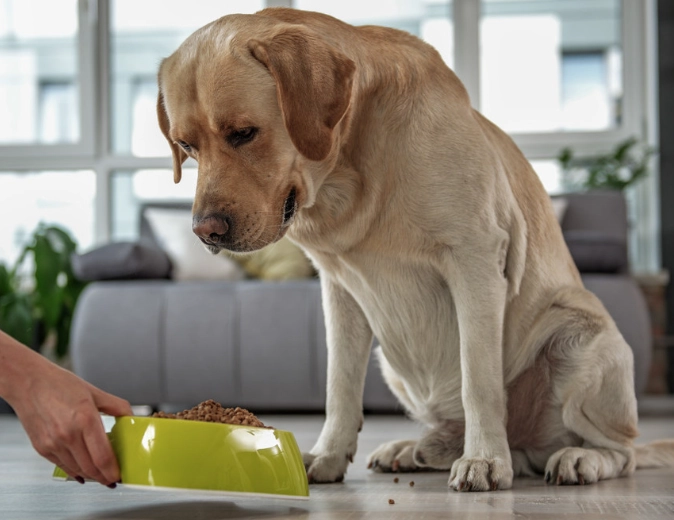 狗不能吃的食物