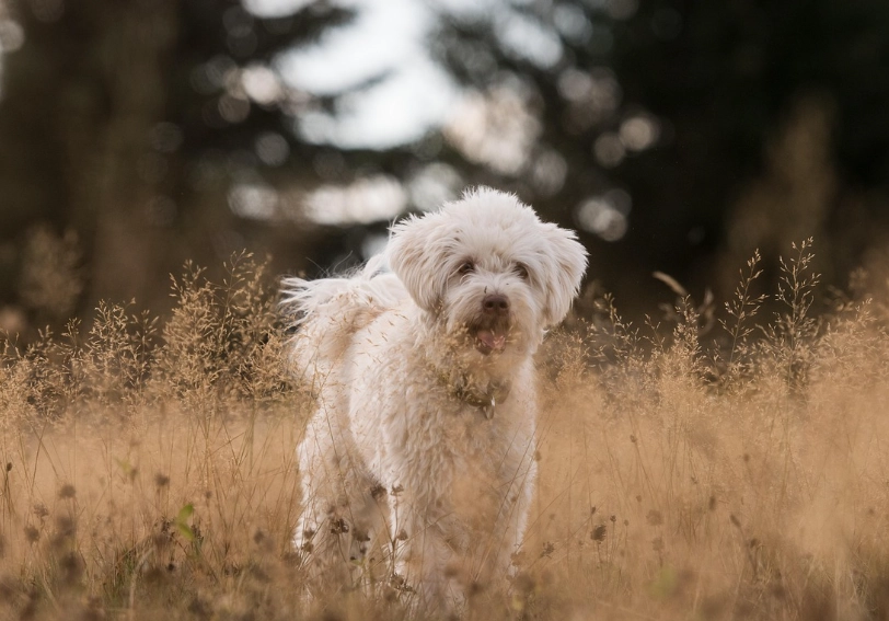 狗不能吃的食物