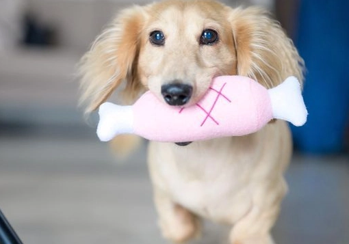 臘腸狗標準體重