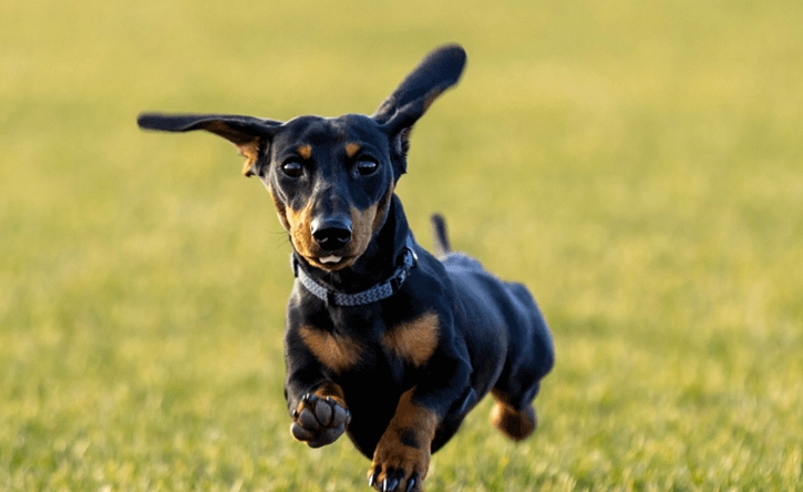 臘腸狗體重管理