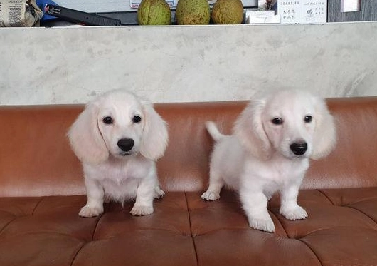 奶油色臘腸狗 飼養