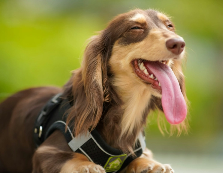 臘腸狗體重管理