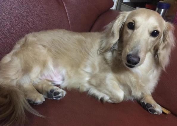 奶油色臘腸狗 飼養