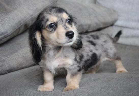 奶油臘腸狗 價格