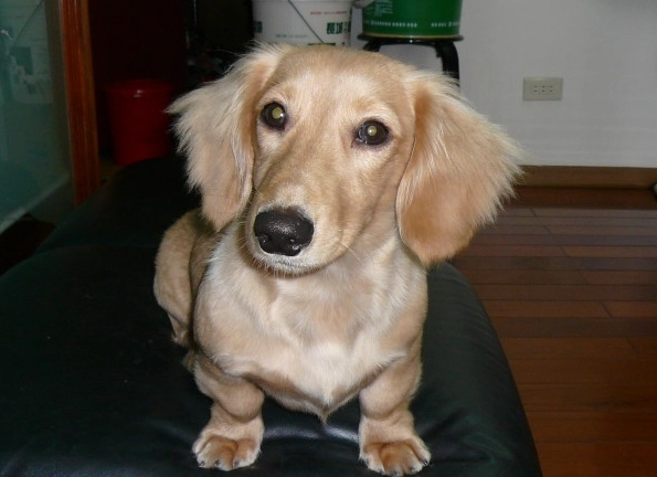 奶油臘腸狗 價格