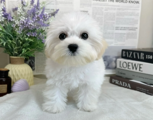 比熊 馬爾濟斯 差別