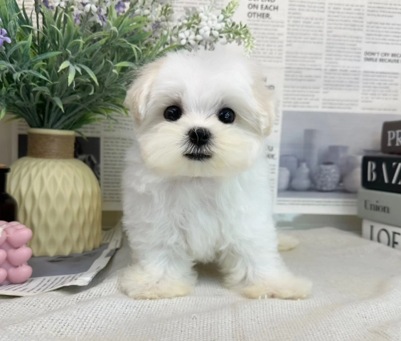 比熊 馬爾濟斯 差別