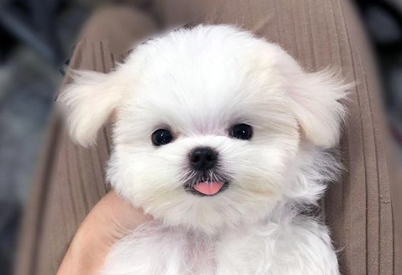 小型犬焦慮症