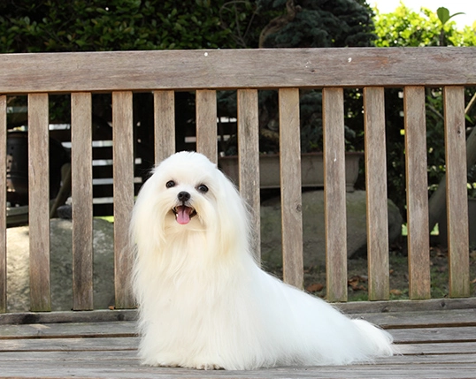 小型犬焦慮症