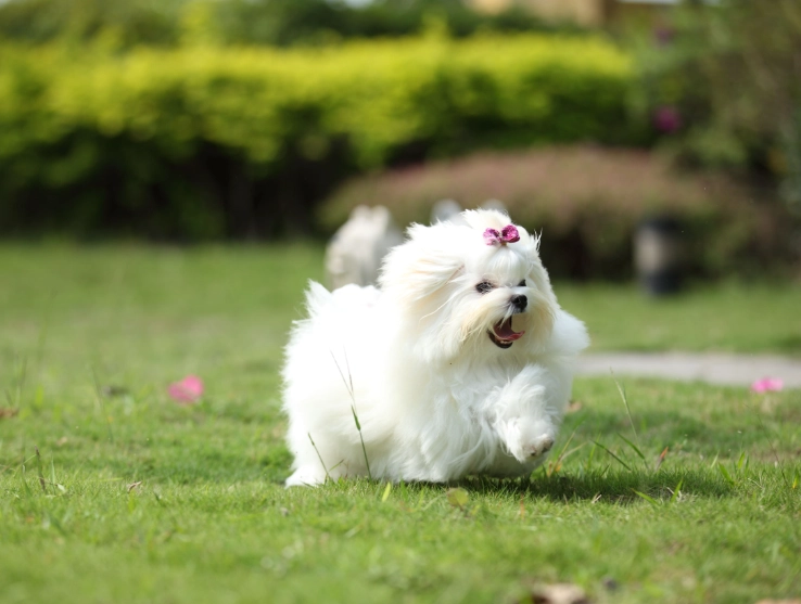 小型犬焦慮症