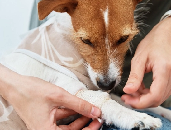 犬關節炎照護
