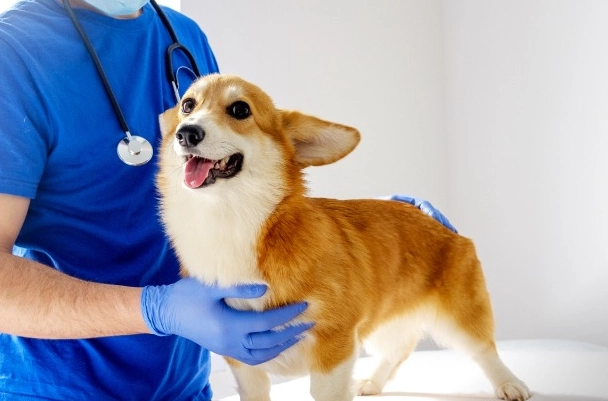 犬關節炎照護