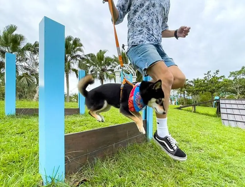 狗狗走路不穩 狗狗走路不穩
