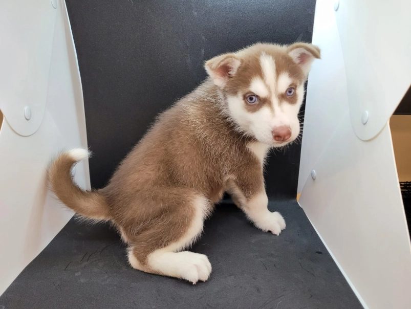 西伯利亞雪橇犬