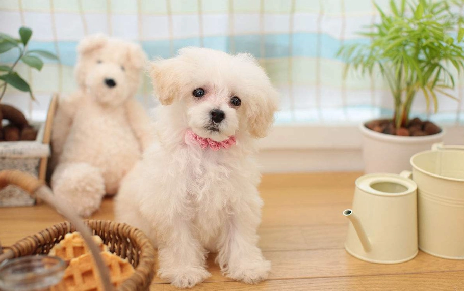 犬貧血診斷