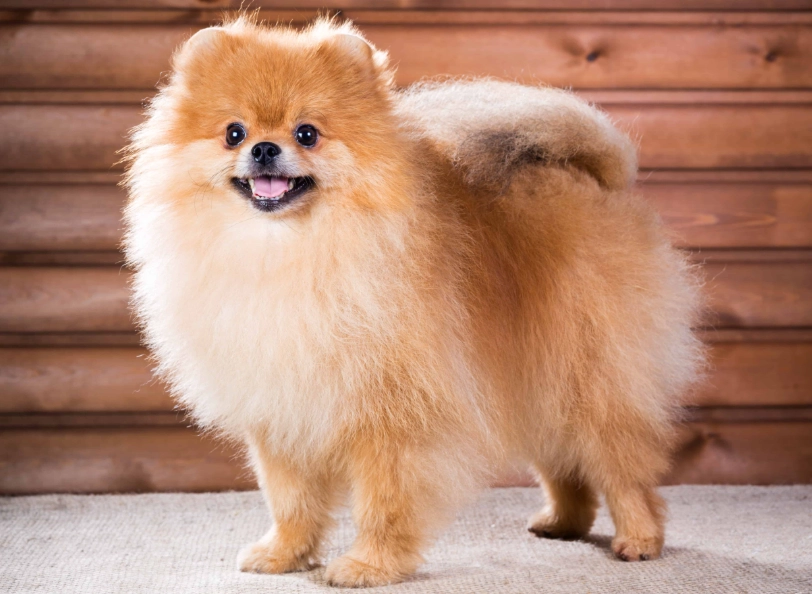 小型犬好養嗎 小型犬好養嗎