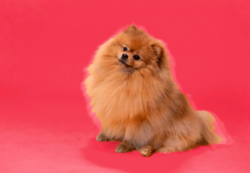 小型犬照顧指南 小型犬照顧指南