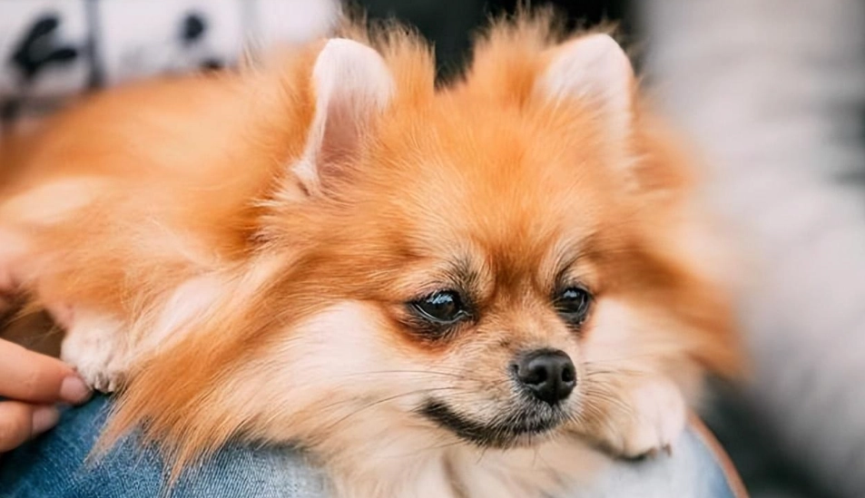 博美犬美容護理