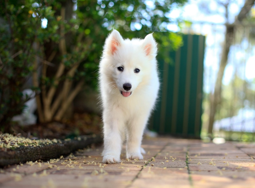 薩摩耶大型犬