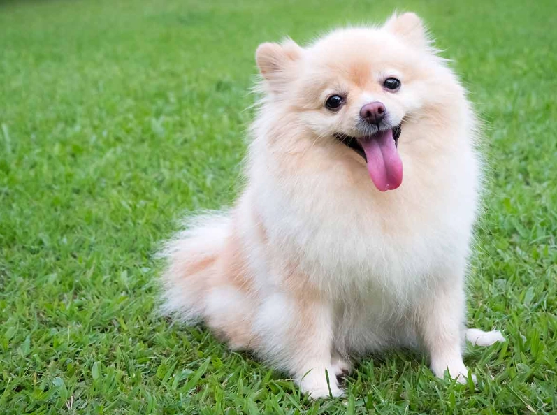 博美犬飼養心得 博美犬飼養心得