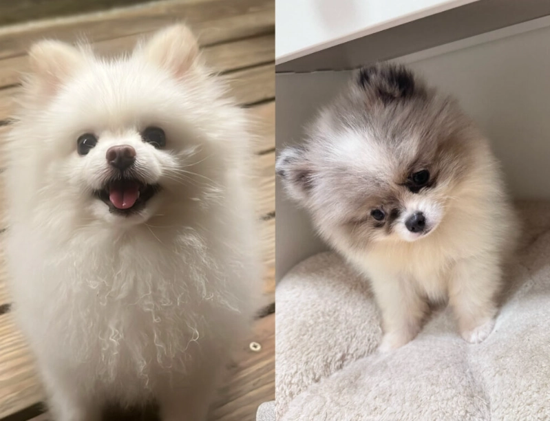 松鼠博美飼養注意事項 松鼠博美飼養注意事項