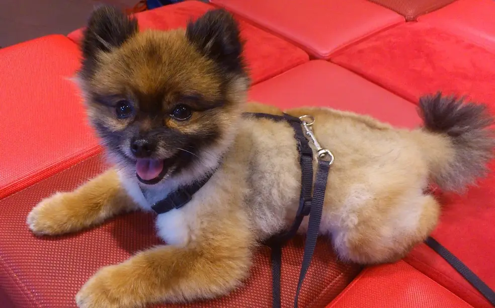 博美犬優點 博美犬優點